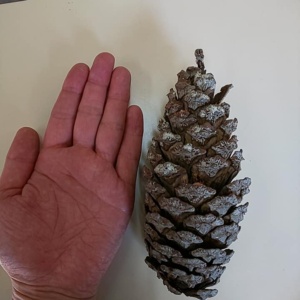 西山蓮如堂 報恩講 西山蓮如堂 報恩講